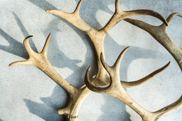 Deer skull with antlers  isolated on black background