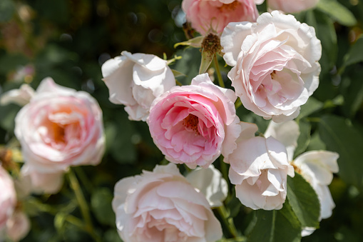 Blossoms of the shrub rose Eden Rose 85 in full bloom in white, pink and light green