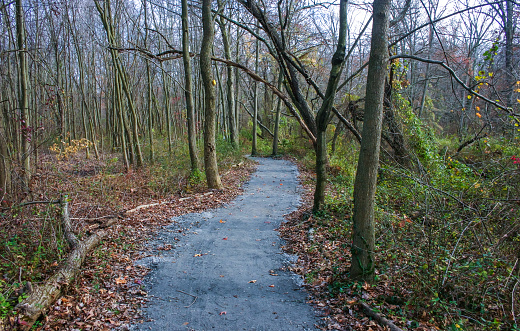 A well-maintained walking path in the autumn forest for relaxation and walks in the park, Pete Sensi Park, NJ, USA