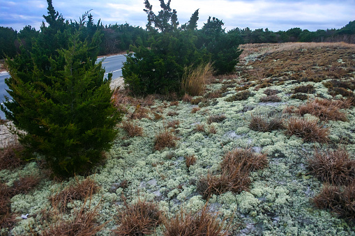 Lichens and Salt-tolerant and drought-tolerant vegetation sprinkled with sand on sand dunes along the Atlantic coast in Island Beach State Park, NJ