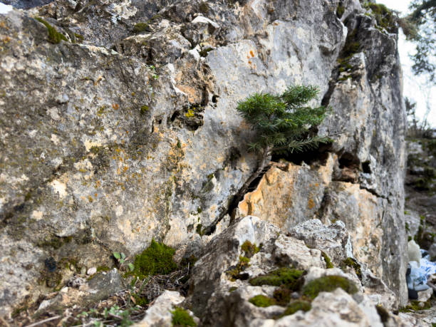 istock A good example of fighting spirit; The cedar sapling sprouting from the stone and its struggle to hold on to life 2093164524