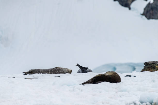 istock Weddell Seal resting on ice 2093173492