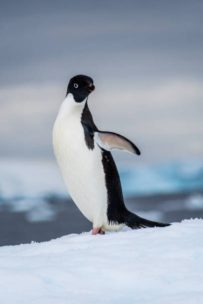 istock Adelie Penguin standing on an iceberg 2093173510