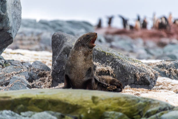 istock Fur seal on a rock 2093173514