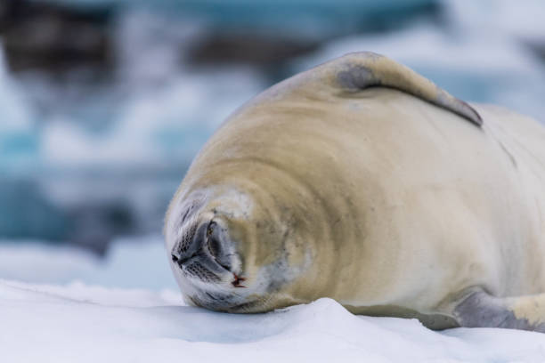 istock Crabeater Seal resting on a sheet of ice 2093174040
