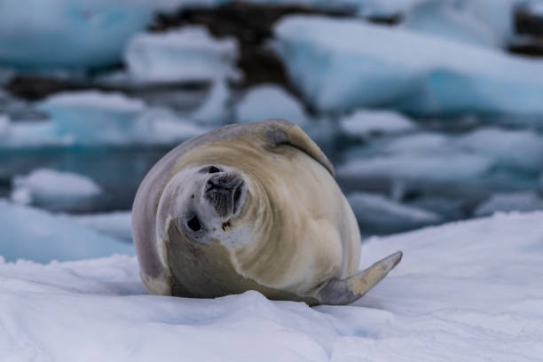 istock Crabeater Seal resting on a sheet of ice 2093174046
