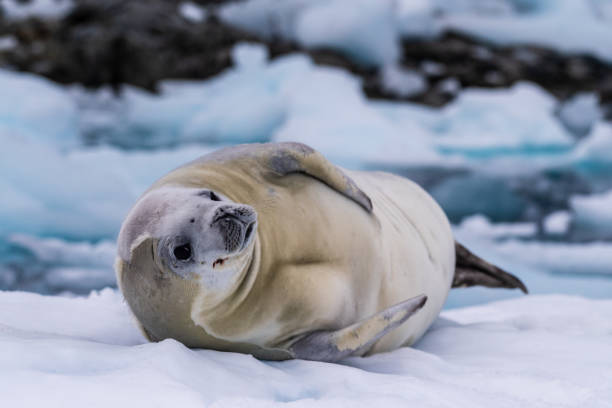 istock Crabeater Seal resting on a sheet of ice 2093174057