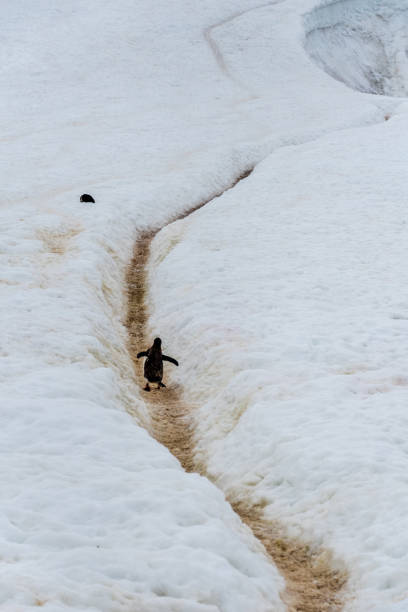istock Gentoo Penguin colony on Cuverville island 2093174065