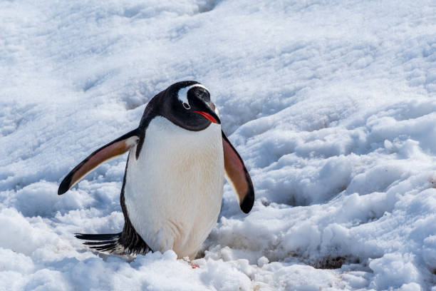 istock Close-up of a Gentoo Penguin on Trinity Island. 2093174079