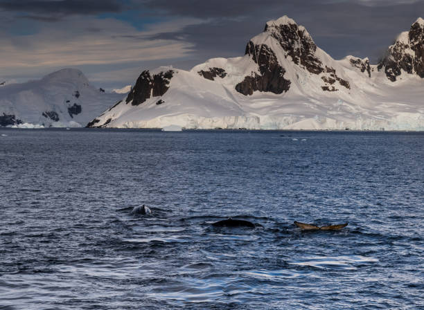 istock Antarctic landscape with diving humpback whales 2093174085
