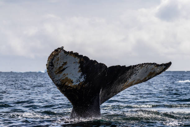 istock Tail of a humpback whale in the Antarctic 2093174088