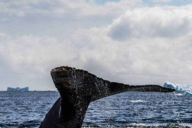 istock Tail of a humpback whale in the Antarctic 2093174089