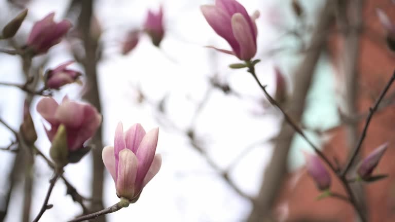 Pink magnolia flowers burst forth on tree branches, bathed in the warm glow of sunlight. This captivating scene captures the essence of renewal and vitality,