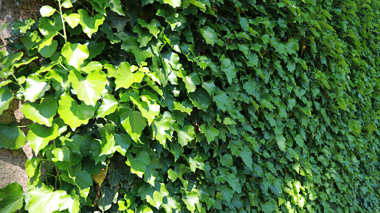 green leaves in the side of walls