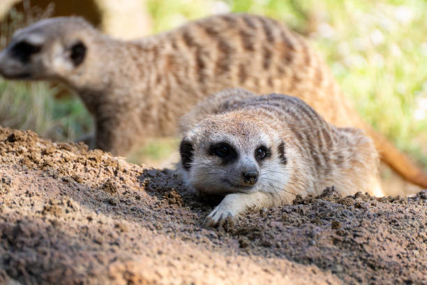 istock meerkat lying on the ground 2093193587