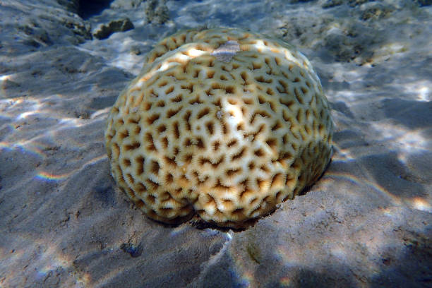 coral from the red sea Makadi bay