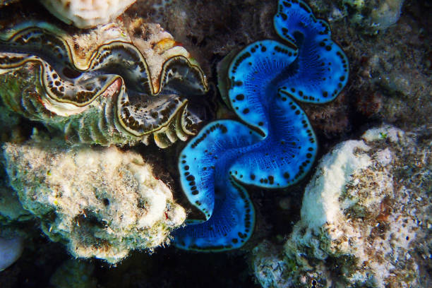 Staghorn coral Acropora, lobed coral Porites and encrusting coral Montipora with giant clam Tridacna in Red sea Egypt showing closeup view of tropical marine reef ecosystem.