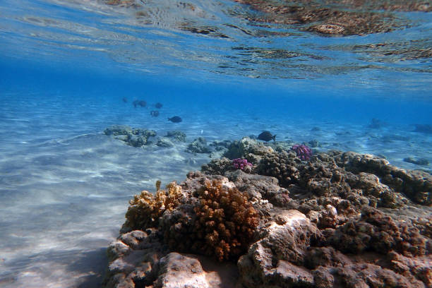 istock coral reef in the Red Sea 2093214410
