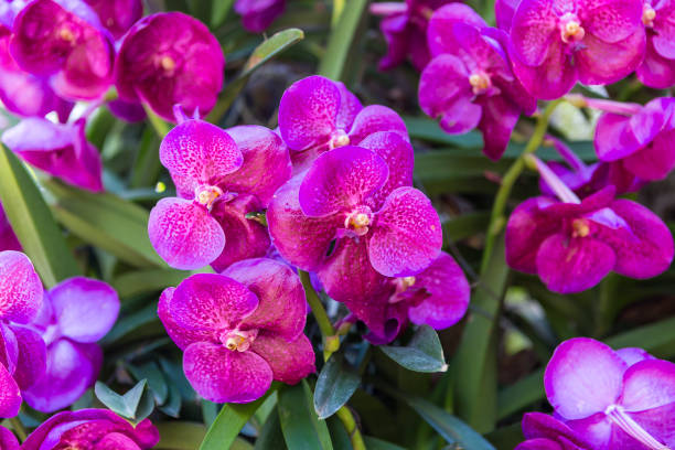 istock Beautiful purple orchid with morning light, vertical style 2093217089
