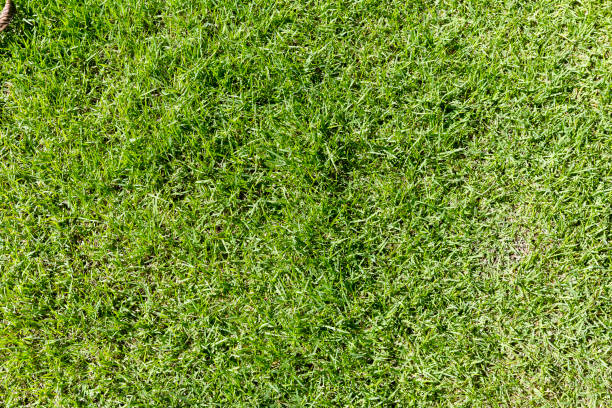 istock Fresh green grass with summer outdoor day light background 2093218653