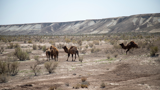 group of camel in a desert