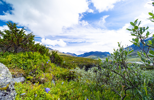 A beautiful landscape with bush in Sarek National Park, Sweden. Summer scenery of Northern Europe wilderness.