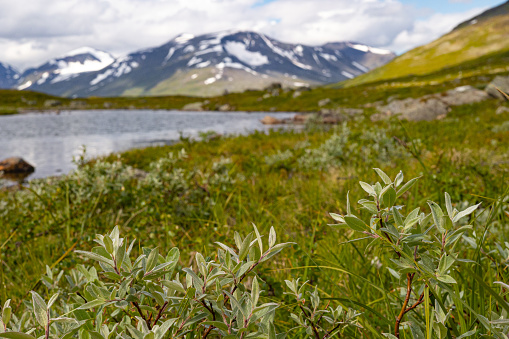 A beautiful landscape with bush in Sarek National Park, Sweden. Summer scenery of Northern Europe wilderness.