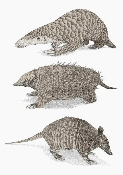 Vector illustration of Armadillo & Pangolin