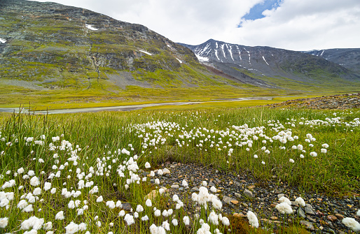 A beautiful white cottongrass growing in the Sarek National Park, Sweden. Summer landscape of Northern Europe wilderness.