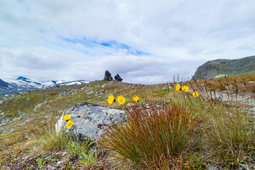 Alpine wildflowers blooming in the mountains
