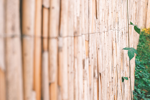 Close up of a bamboo fence with ivy in a backyard. Bamboo fence intertwined with ropes