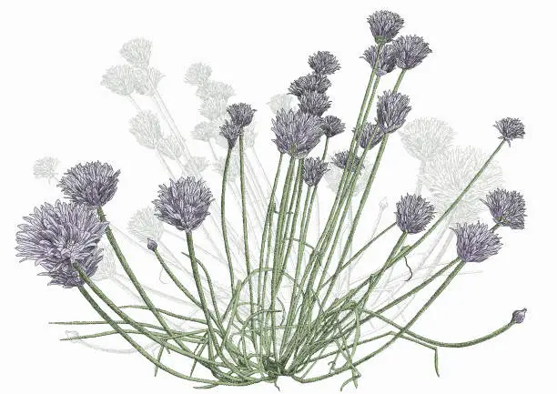 Vector illustration of Chives Onion type plant