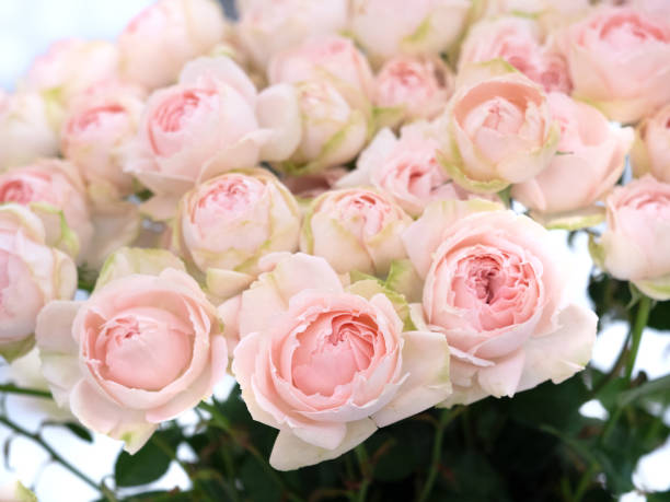 istock cut roses for flower arrangements 2093266832