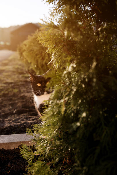 portrait black cute cat. Beautiful pet outside. Domestic animal on sunset