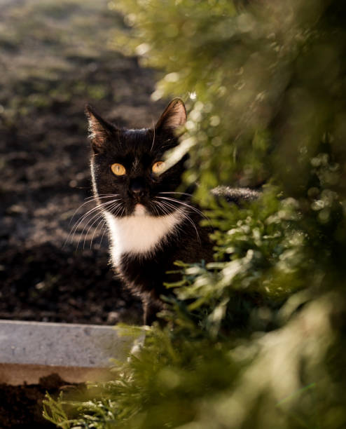 Close-up portrait black cat in grass. Beautiful pet portrait  in nature. Domestic animal walking in the grass