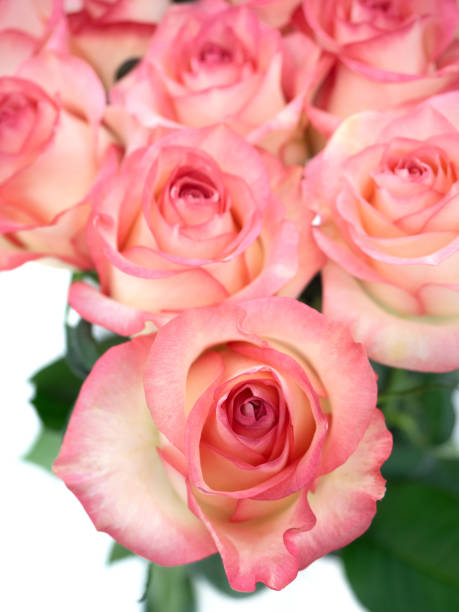 istock cut roses for flower arrangements 2093267247