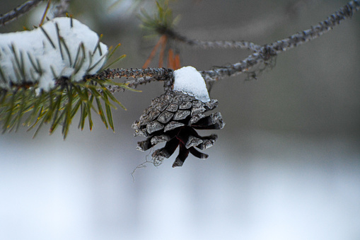 Pine cone in winterland. Hanging on pine tree