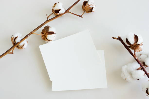 istock Cards mockup,empty blank paper, dry cotton branches on white background top view flat lay. Copy space. 2093277674