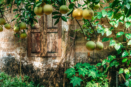 An old wooden window set in a weathered wall surrounded by lush greenery and fruit in Hanoi, Vietnam.