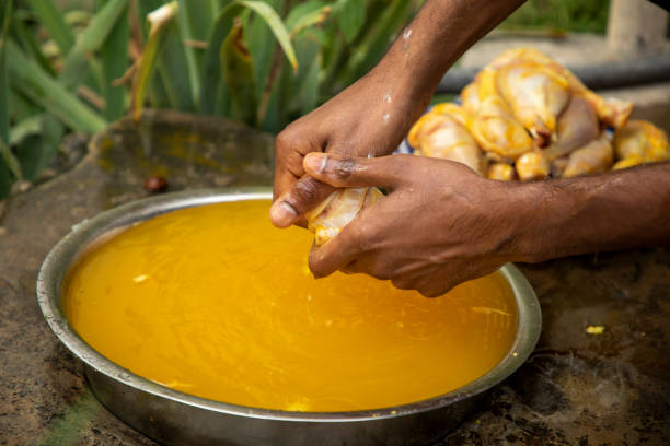 istock a chicken washing in a turmeric powder 2093288044