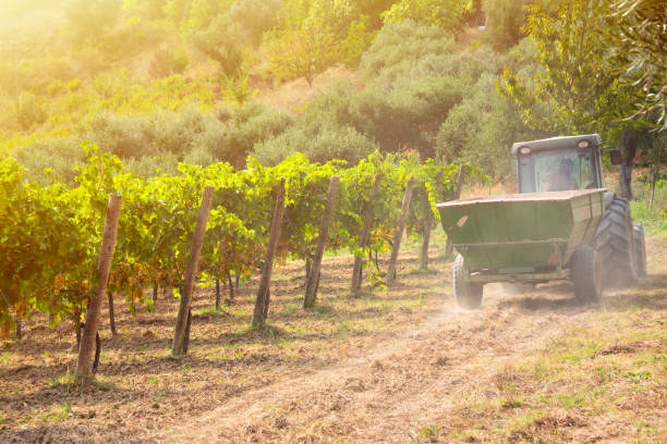 istock Harvesting grapes in vineyard with tractor 2093291172