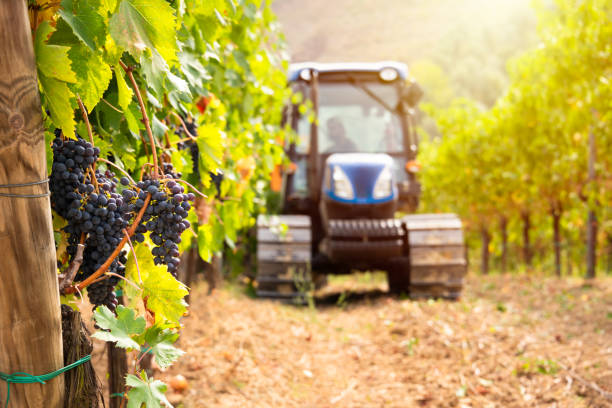 istock Harvesting grapes in vineyard with tractor 2093291182