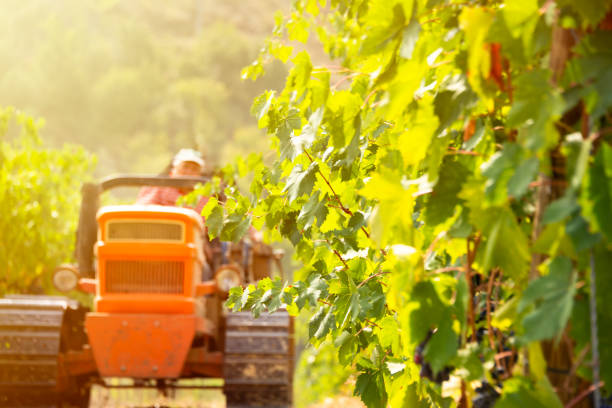 istock Harvesting grapes in vineyard with tractor 2093291690
