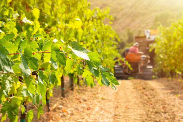 istock Harvesting grapes in vineyard with tractor 2093291697