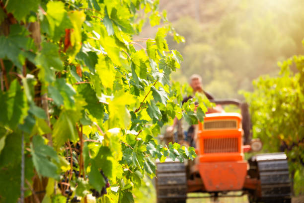 istock Harvesting grapes in vineyard with tractor 2093292213