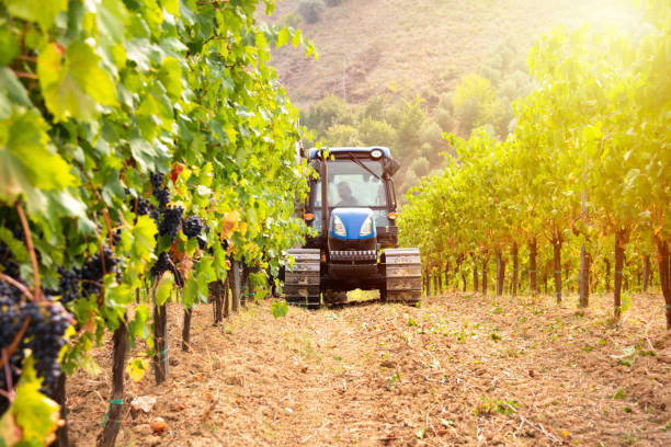 istock Harvesting grapes in vineyard with tractor 2093292233