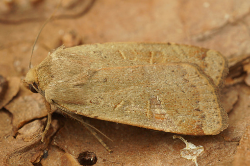 Detailed closeup on the lesser yellow underwing owlet moth, Noctua comes sitting on wood