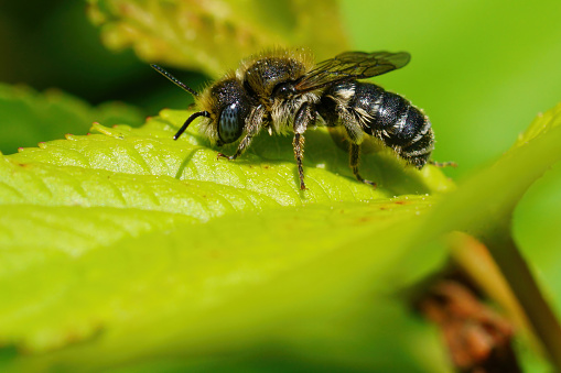 Natural closeup macro shot of worn old male spined mason bee, Osmia spinulosa solitary bee on green leaf in the garden