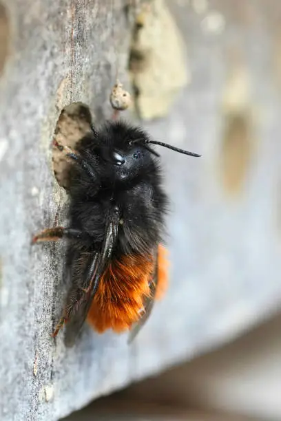 Natural closeup on a colorful black and red hairy, fluffy, European horned mason bee, Osmia cornuta