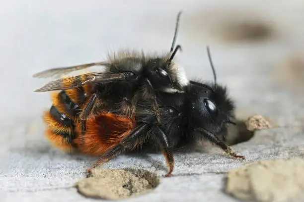 Natural closeup on a copulation of a male and female European horned mason bee, Osmia cornuta on a bee-hotel